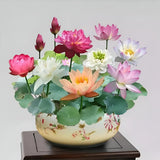 Flor de Lótus Bonsai - 🌸 A Sagrada (Compre 1 Leve 2)